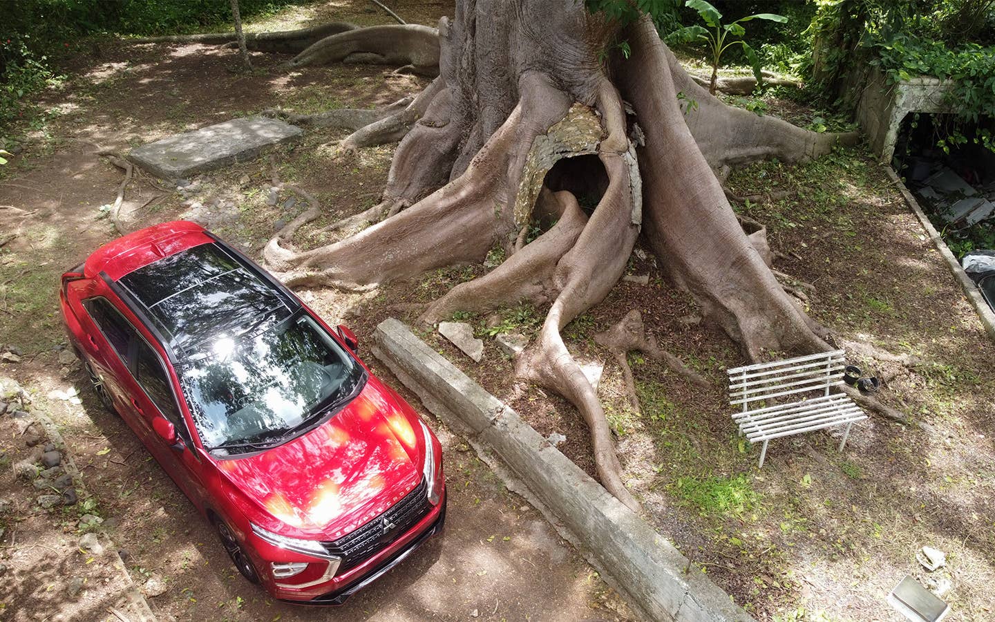 Ceiba de la Libertad