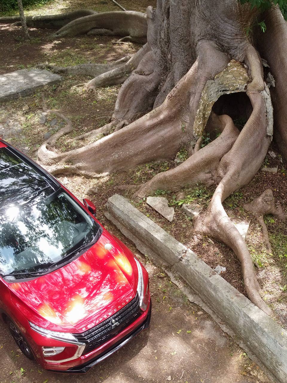 Ceiba de la Libertad