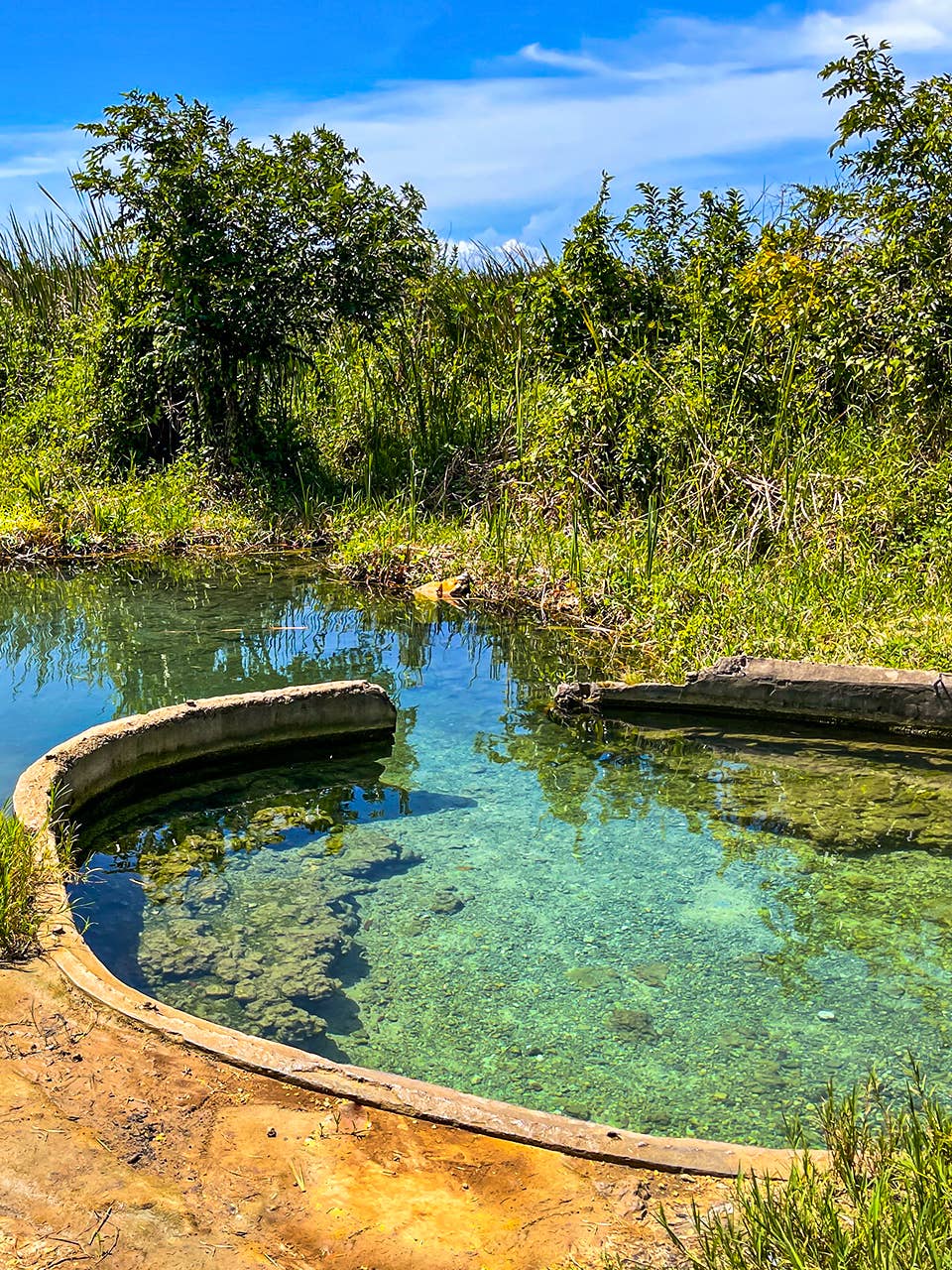 Manantial Tortuguero Spring